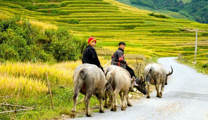 Nord du Vietnam