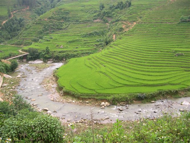 Sapa