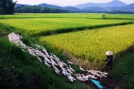 Ninh Binh