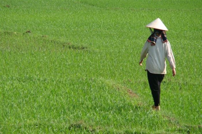 Visite approfondie dans la Région de Sapa 7 jours 6 nuits