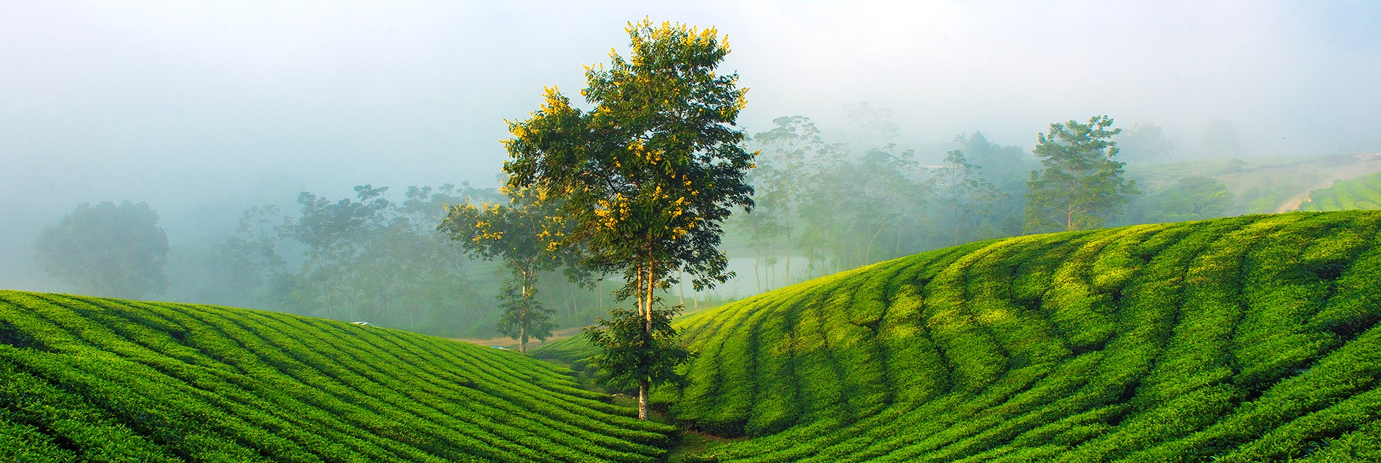 Đồi chè Mộc Châu