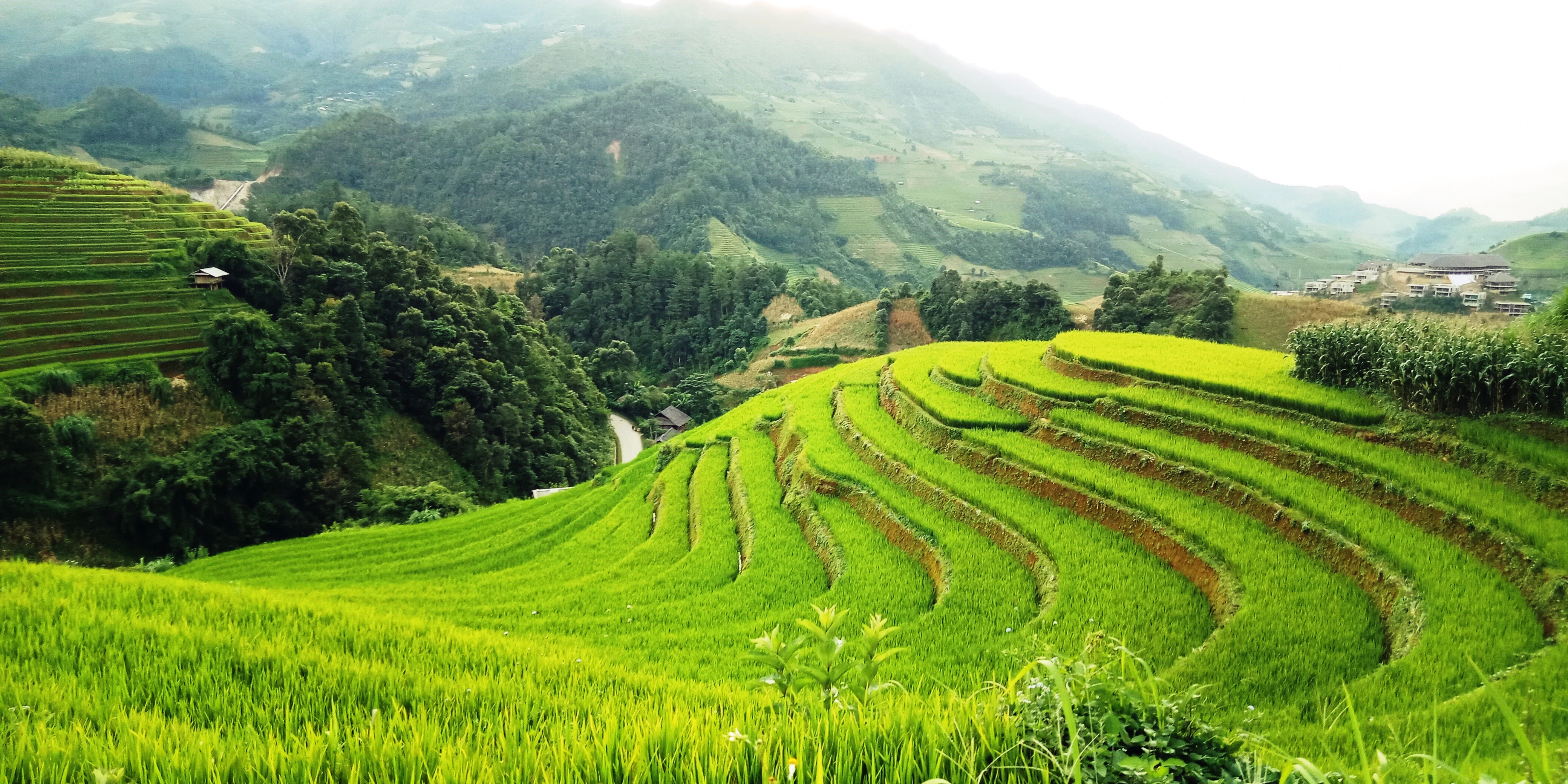 Mâm xôi - Mu Cang Chai 